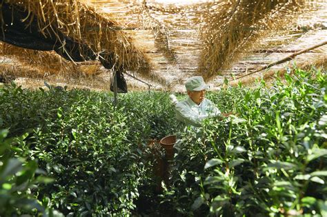 玉露是什麼|令歐洲人也著迷的最高級日本茶「玉露」